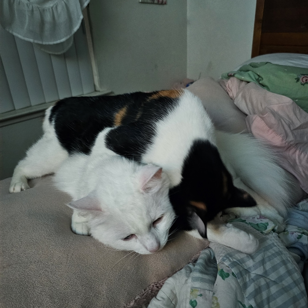 😻My Helpers 😻 - Picture 8 of 16